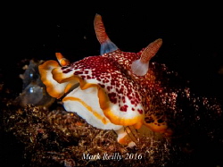 nudibranch by Mark Reilly 